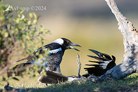 magpie and currawong fight 11830