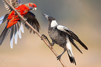 magpie and rosella 2866