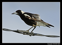 magpie