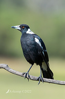 magpie6687