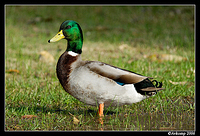 mallard 3