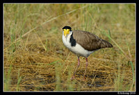 masked lapwing 6579