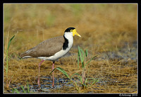 masked lapwing 6582