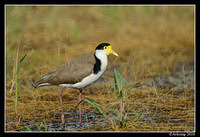 masked lapwing 6583