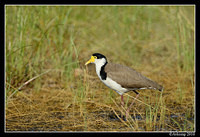 masked lapwing 6584