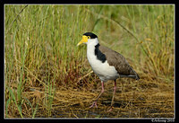 masked lapwing 6585