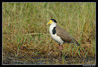 masked lapwing 6586