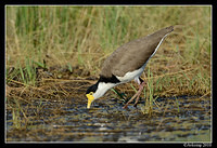 masked lapwing 6587