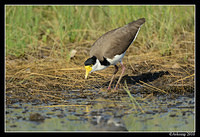 masked lapwing 6588