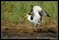 masked lapwing 6589