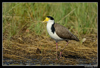 masked lapwing 6590