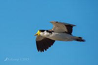 masked lapwing 0207