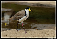 masked lapwing 0865