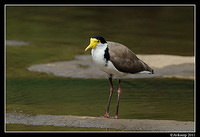 masked lapwing 0866