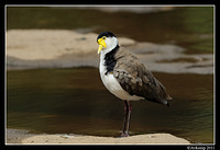 masked lapwing 0867