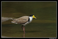 masked lapwing 0868