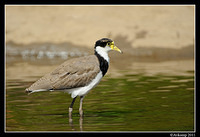 masked lapwing 0869