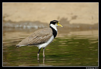 masked lapwing 0870