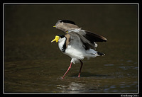 masked lapwing 0882