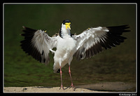 masked lapwing 0886