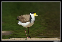 masked lapwing 0888