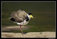 masked lapwing 0895