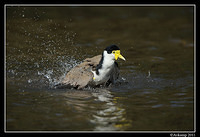 masked lapwing 0903