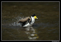 masked lapwing 0905