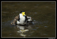 masked lapwing 0908