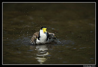 masked lapwing 0909