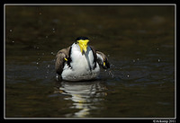 masked lapwing 0911