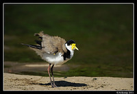 masked lapwing 0912