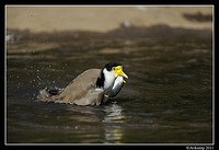 masked lapwing 0913