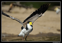 masked lapwing 0916