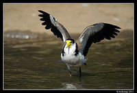 masked lapwing 0917