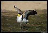 masked lapwing 0918