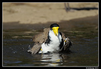 masked lapwing 0919