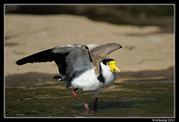 masked lapwing 0921