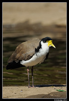 masked lapwing 0922