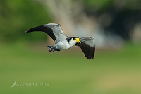 masked lapwing 11814