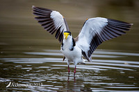 masked lapwing 1345