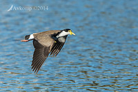 masked lapwing 16417