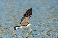 masked lapwing 16420