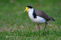 masked lapwing 17032