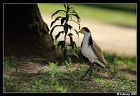 masked lapwing 3150