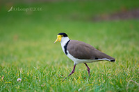 masked lapwing 6821