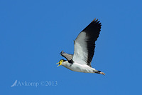 masked lapwing 7972