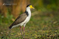 masked lapwing 9451