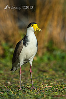 masked lapwing 9454