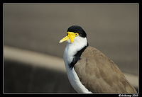 masked lapwing3434